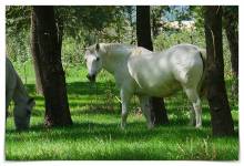 Laurent SERGEANT - Drone inspir