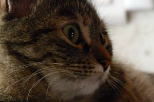 Brigitte VALENTIN - Chez Brigitte