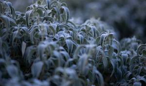 David AMADIEU - AMADIEU DAVID