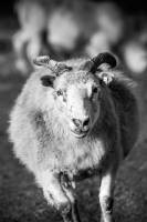 BOES LAETITIA - LAETITIA BOES PHOTOGRAPHY